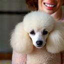 Emily Davies holds her perfectly groomed poodle